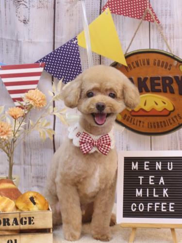 20240925ぽっきーくん